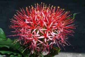 Ismerjük meg a csodás vérvirágot!