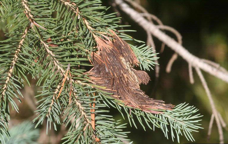 Krizantém: ha ezekre figyelsz, tele lesz virággal