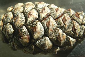 Mi okozza a fenyők hajtáspusztulását a kertünkben?