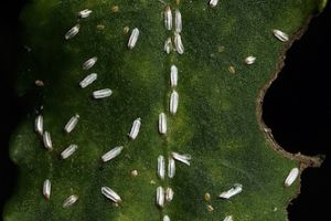 Mit érdemes tudni a kecskerágó-pajzstetűről (Unaspis euonymi)?