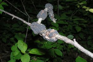 A szilvafa fekete daganatos betegsége