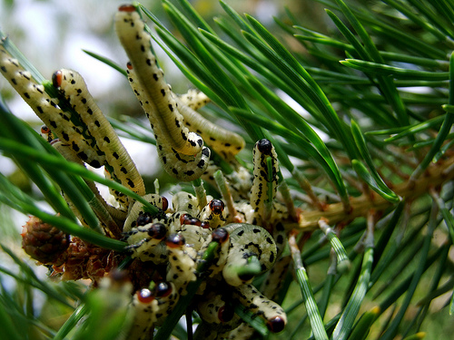 Ismerjük meg a növényevő darazsakat! A fenyődarázs
