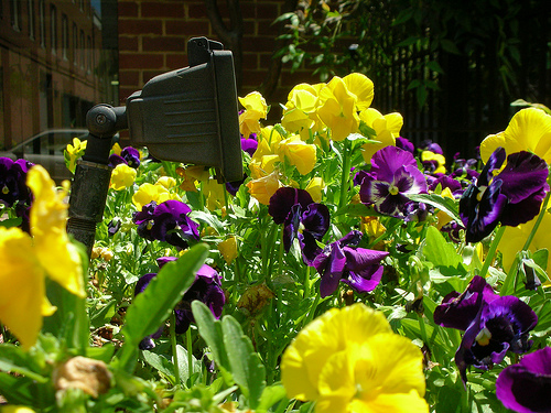 Krizantém: ha ezekre figyelsz, tele lesz virággal