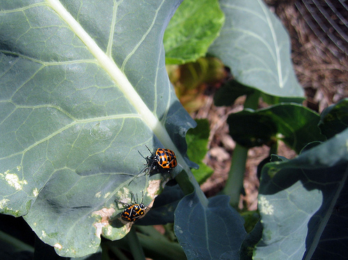 Hogyan bírkózzunk meg a kártevőkkel? - 2. rész