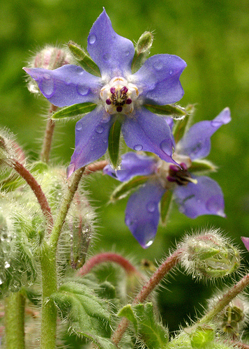 A borágó, az ánizsmenta és a vörös méhbalzsam gyógyhatásai