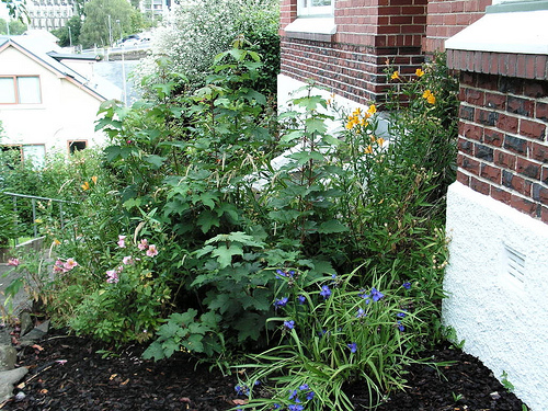 Hogyan ültessük át a fákat és a cserjéket? - 1. rész