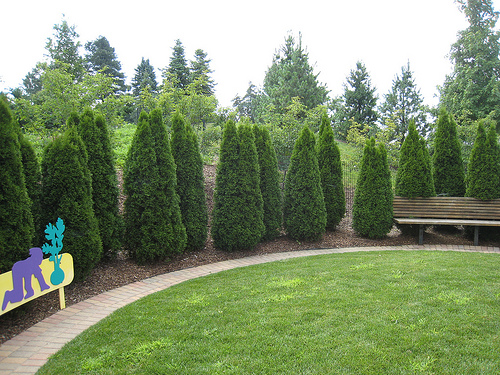 Hogyan tegyük egyedivé a kertünket törpe örökzöldekkel?