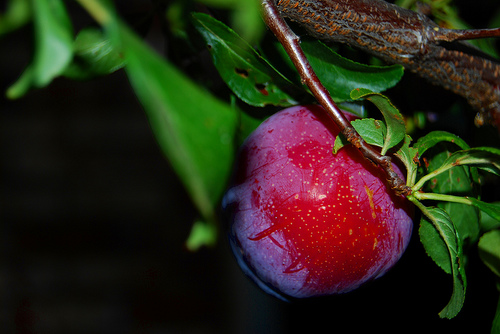 Ismerjük meg a szilvafákat! - A Santa Rosa szilvafa