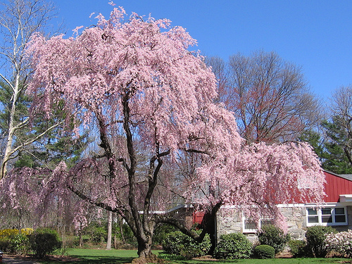 Mit kell tudni a cseresznyefáról?