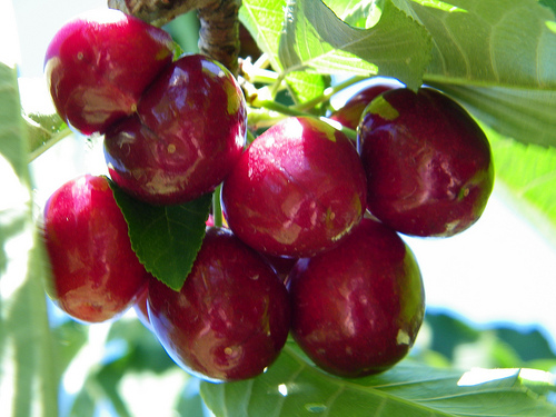 Miért szeretjük annyira a bing cseresznyefát?
