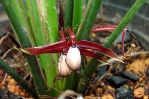 Olyan, mint az orchidea: Orchidantha