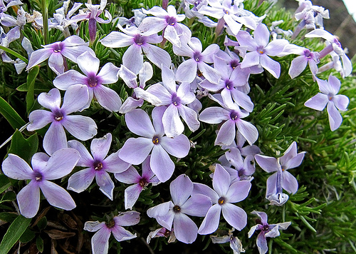 Mit kell tudni a lángvirágról?