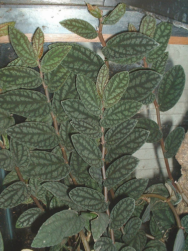 A Pellionia pulchra gondozása