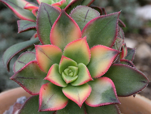 Milyen növényeket ültessünk a medencék mellé? - 1. rész