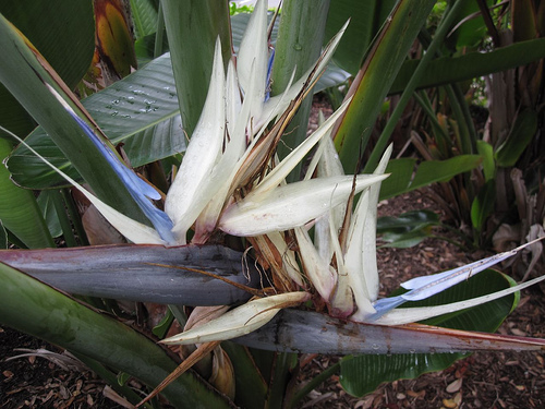 Milyen növényeket ültessünk a medencék mellé? - 2. rész