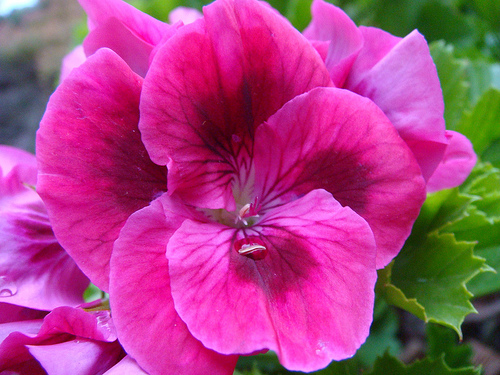 Milyen növényeket ültessünk a medencék mellé? - 3. rész