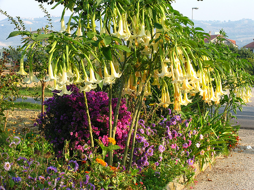 Milyen növényeket ültessünk a medencék mellé? - 4. rész