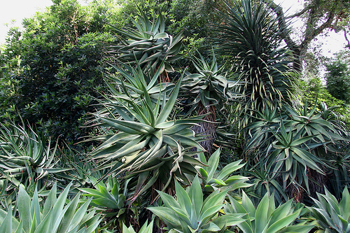 Milyen növényeket ültessünk a medencék mellé? - 5. rész