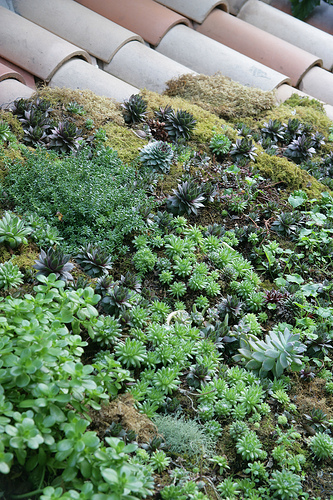 Hogyan díszítsük a kertünket pozsgás növényekkel? - 1. rész