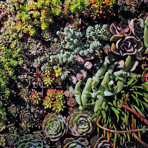 Hogyan díszítsünk falakat pozsgás növényekkel? - 2. rész