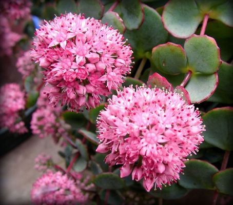 Miért olyan népszerű a szárazparkosítás?