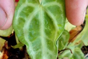 Milyen gondozást igényel a kristályos flamingóvirág?