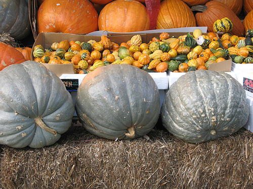 A tökfélék plectosporium betegsége - 1. rész