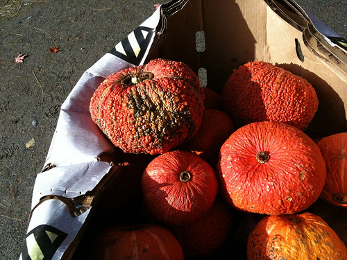 A tökfélék plectosporium betegsége - 2. rész