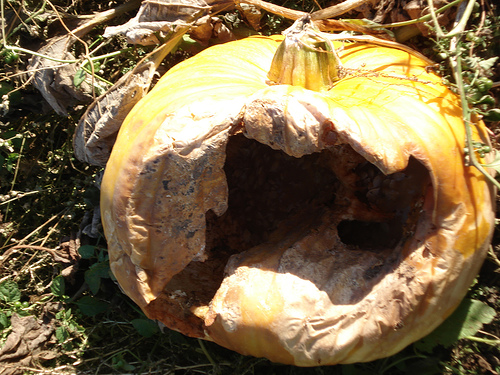 A tökfélék plectosporium betegsége - 3. rész