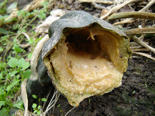 Hogyan kezelhető a tökök fekete rothadása?