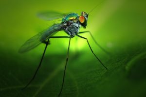 Milyen rovarcsapdákkal védekezzünk a nyári rovarinvázió ellen?