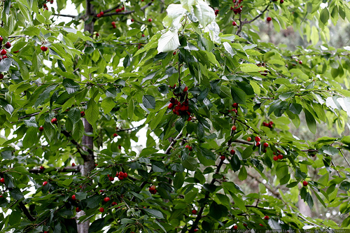 Mit kell tudni a féltörpe cseresznyefákról?