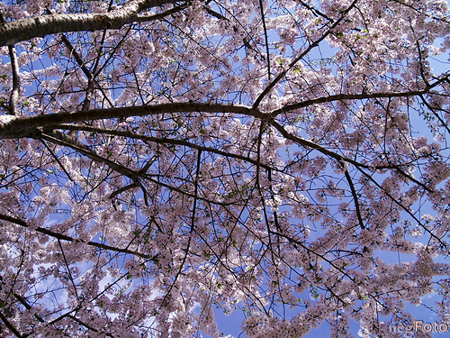 A Yoshino cseresznyefa