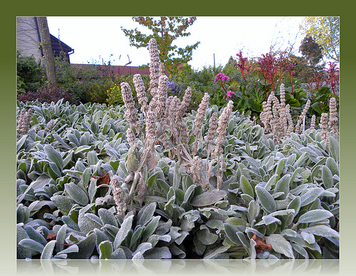 Krizantém: ha ezekre figyelsz, tele lesz virággal