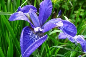 Hogyan építsünk vidéki kerteket? - 2. rész