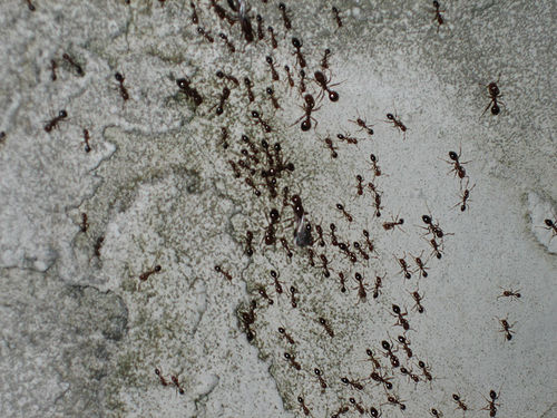 Krizantém: ha ezekre figyelsz, tele lesz virággal