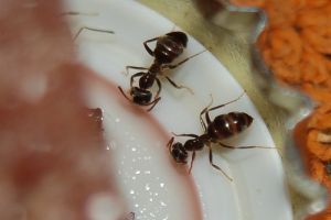 Hogyan szabaduljunk meg a hangyáktól természetes módon? - 1. rész