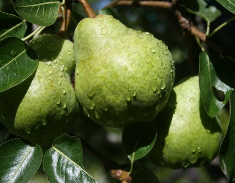 Krizantém: ha ezekre figyelsz, tele lesz virággal