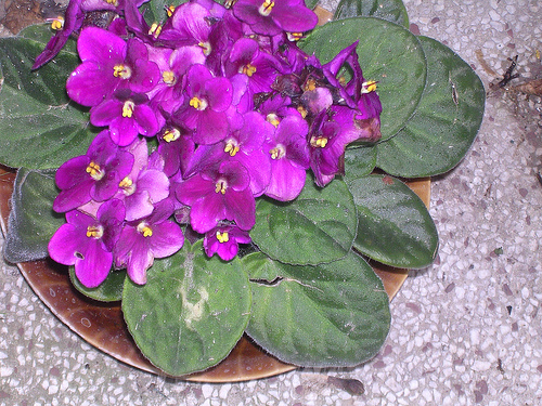 Krizantém: ha ezekre figyelsz, tele lesz virággal