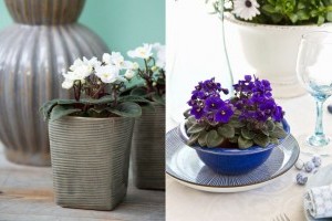 Hogyan neveljünk egészséges afrikai ibolyát?