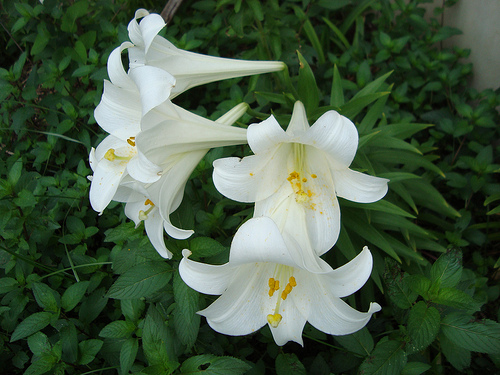 Krizantém: ha ezekre figyelsz, tele lesz virággal