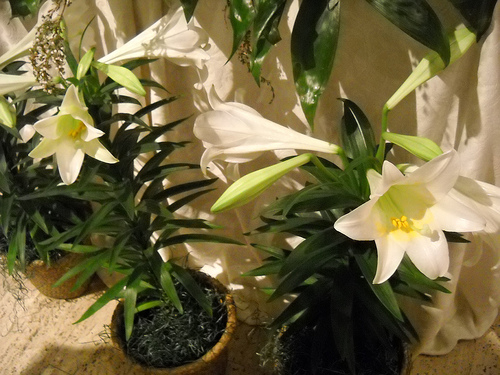 Krizantém: ha ezekre figyelsz, tele lesz virággal