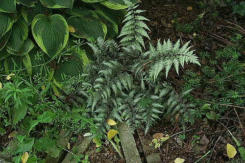 Krizantém: ha ezekre figyelsz, tele lesz virággal