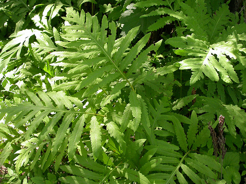 Ismerjük meg a gyöngypáfrányt!