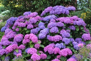 Hogyan gondozzuk a hortenziát, hogy tele legyen a virággal?