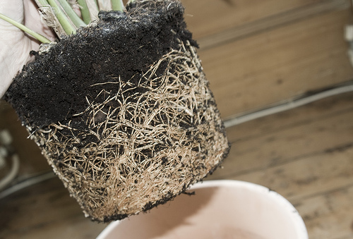 Krizantém: ha ezekre figyelsz, tele lesz virággal