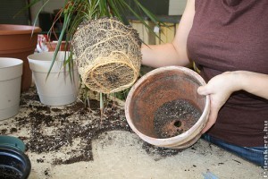 Hogyan válasszunk növényt a kertészetben?