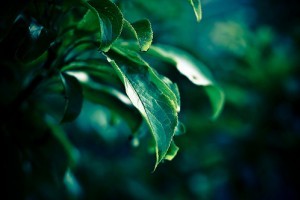 Miért kell megtisztítani szobanövényeink leveleit?