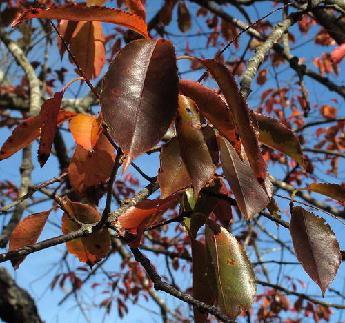 Ismerjük meg a cseresznyefákat! - A fekete cseresznyefa