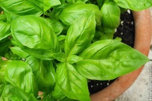Hogyan gyógyít a bazsalikom? 1. rész